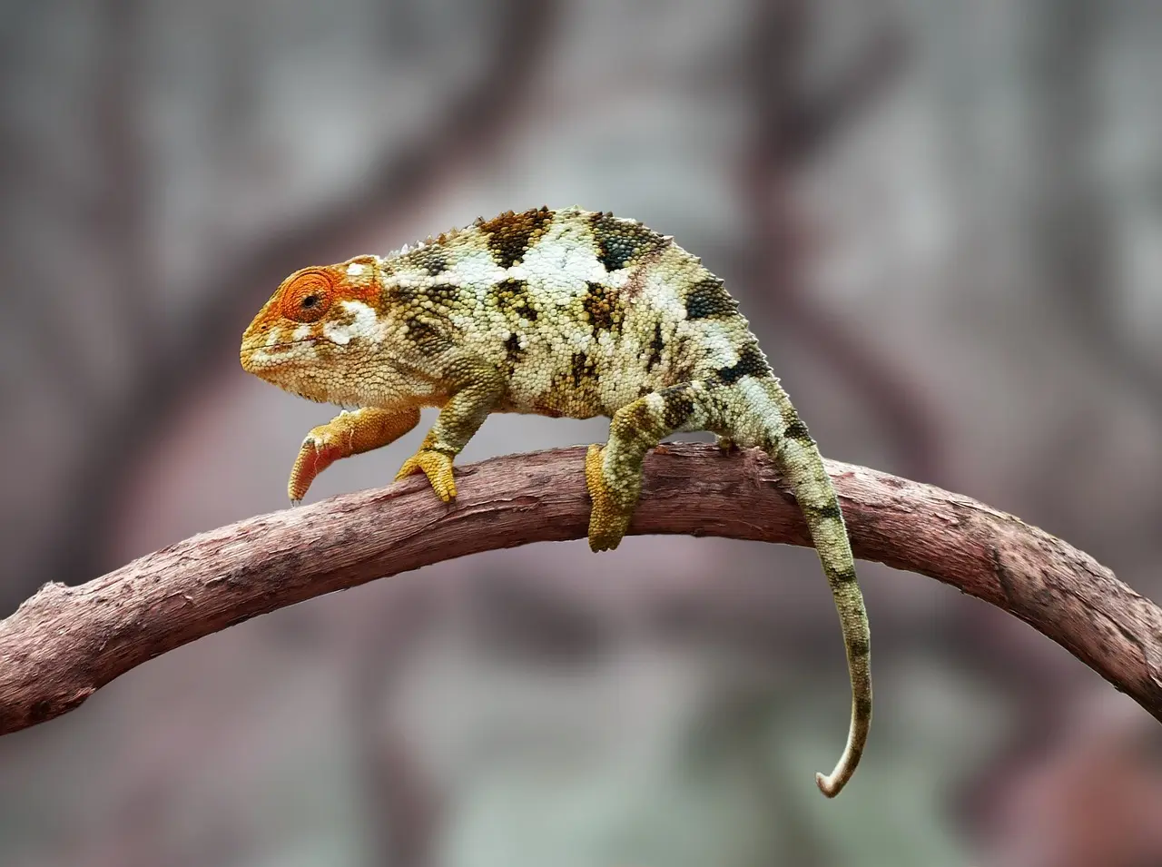 Er skægshampoo god til at fjerne skæl i skægget?